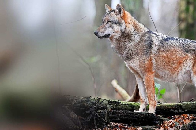 Wlfe werden im Hochschwarzwald zahlreicher, die Wolfsrisse mehren sich.   | Foto: Ingo Wagner (dpa)