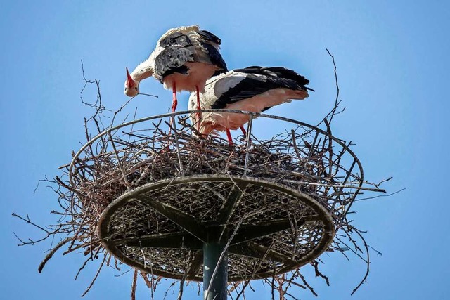 Die beiden Strche, die im vergangenen...en ist dasselbe, das Mnnchen ist neu.  | Foto: Stadt Ettenheim