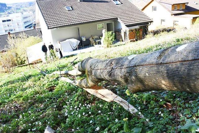 Tote Eschen bedrohen Wohnhuser in Lrrach-Brombach