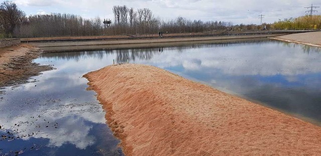 Der Wasserspiegel im Stegmattensee ist deutlich zurckgegangen.  | Foto: Christian Kramberg