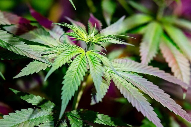 Eine Cannabis-Pflanze, wie sie der 25-Jhrige in Brombach gezchtet hat.  | Foto: Fabian Sommer (dpa)