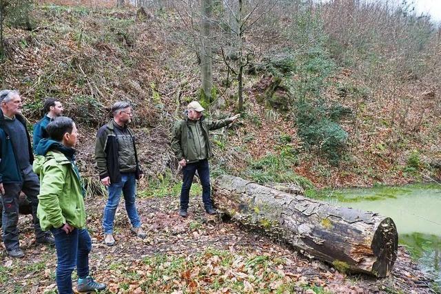 Wald bei Herbolzheim und Kenzingen wird zum Pilotprojekt gegen Dürre