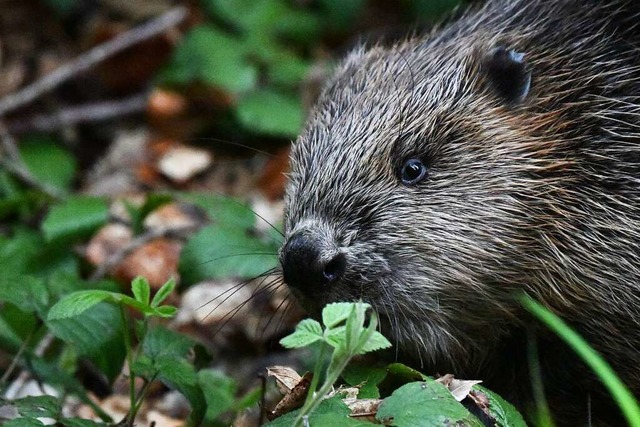 Am Elbacher Graben bei Steinen-Endenbu...er erste Biber im Landkreis gesichtet.  | Foto: Ralf Brglin