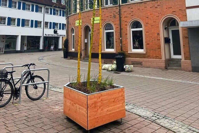 Die Pflanzkbel mit den neuen Bumen in der Innenstadt sorgen fr Diskussionen.  | Foto: Florian Burger