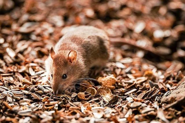 Wie die Gemeinde Schwanau gegen Ratten im Kanalnetz vorgeht
