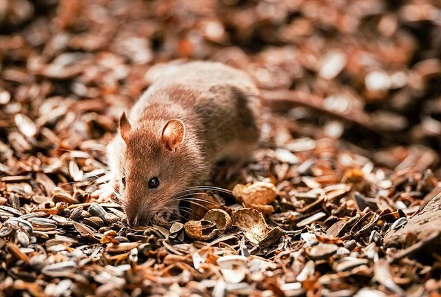 Ratten knnen sich schnell vermehren und zur Plage werden.  | Foto: Danny Lawson