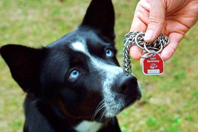 Mehr Hunde bringen Baden-Wrttemberg mehr Steuern ein