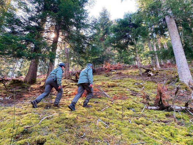 Polizeibeamte gehen durch den Wald vor...in angegriffen und gettet worden ist.  | Foto: - (dpa)