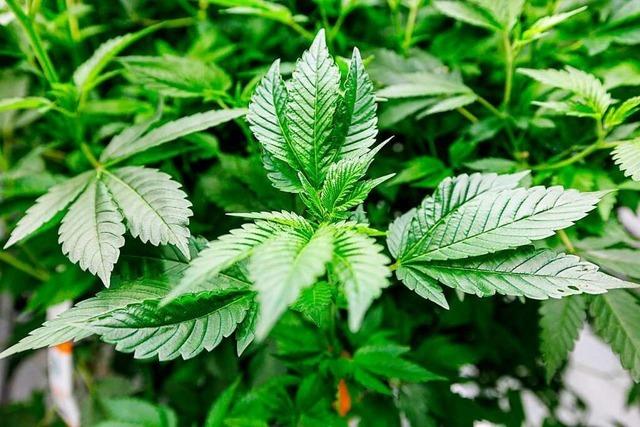 Die bisherige Cannabis-Verbotspolitik ist gescheitert