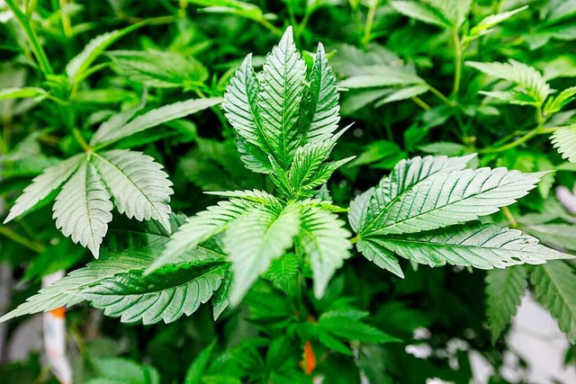 Der Anbau von Cannabis-Pflanzen soll fr Erwachsene straffrei gestellt werden.  | Foto: JENS SCHLUETER (AFP)