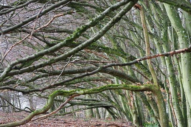 Baumschutzsatzung in Lahr: Die Schwelle muss hoch