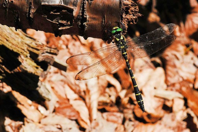 Eine Libelle der Art Gestreifte Quellj...uf einem Holzstck an einem Quellbach.  | Foto: Bastian Kathan (dpa)