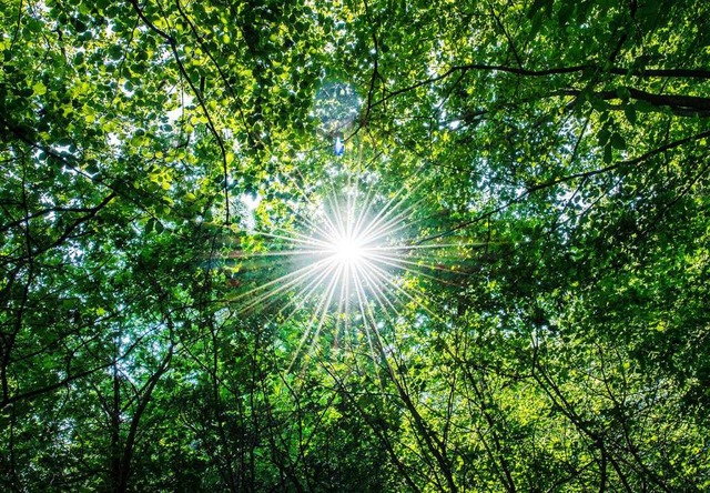 Mit dem Frhjahr wird der Wald  langsa...nderten Bedingungen angepasst werden.  | Foto: Guido Kirchner