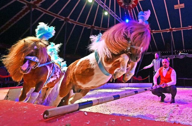 Franz Spindler-Barelli (hinten) und seine Ponys  | Foto: Michael Bamberger