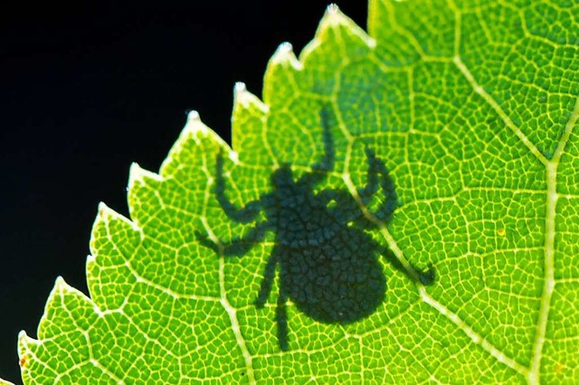 Im Gegenlicht ist der Schatten einer Zecke (Ixodida) auf einem Blatt zu sehen.  | Foto: Patrick Pleul (dpa)