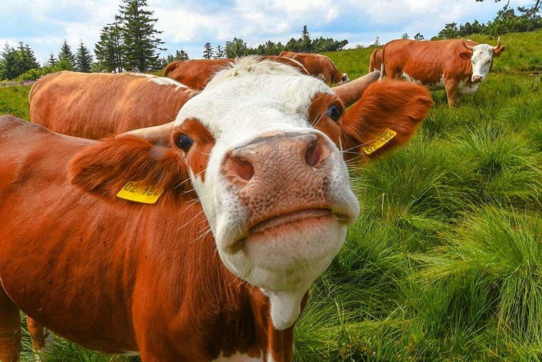Ein glückliches Leben führen die Rinde...s Bio-Fleisch auf den Tellern landen.   | Foto: Winfried Rothermel (imago)