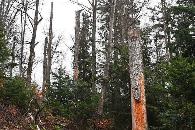 In Freiburg stirbt ein Waldst�ck am Klimawandel