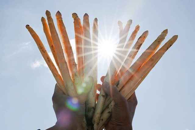 Der deutsche Spargel ist in Gefahr