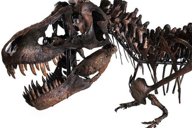 In Zrich wird ein seltenes Tyrannosaurus-Rex-Skelett versteigert
