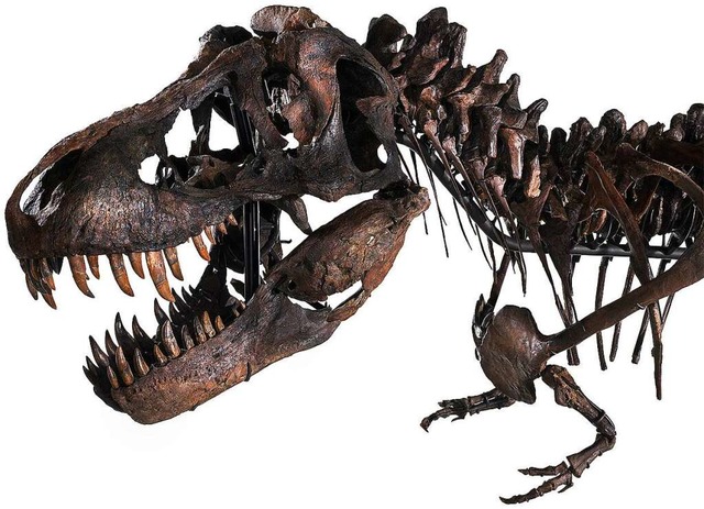Das Skelett des Tyrannosaurus rex passt nicht in jede Wohnung.  | Foto: Oliver Nanzig (dpa)