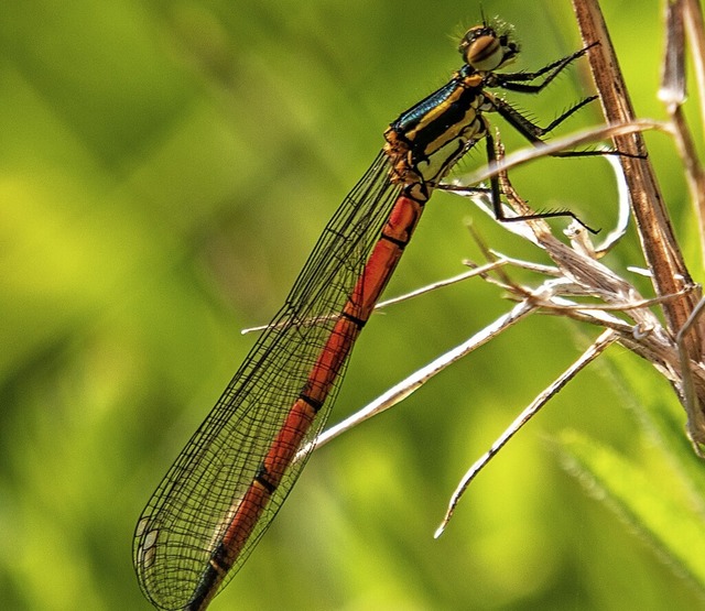   | Foto: Bernd Wehrle