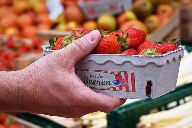 Die ersten Erdbeeren in der Region rund um Freiburg sind reif