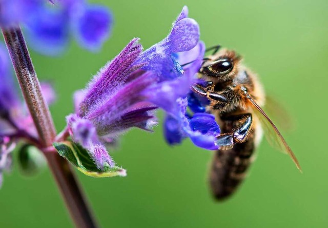 Eine Biene sucht auf einer Blume nach Pollen.  | Foto: Sven Hoppe (dpa)