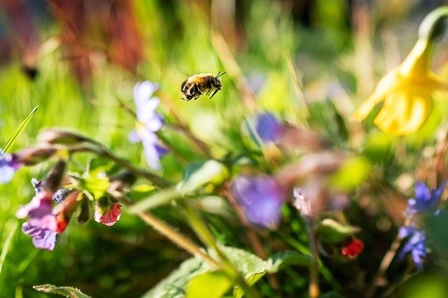 Ein Paradies fr Bienen  | Foto: Frank Rumpenhorst (dpa)