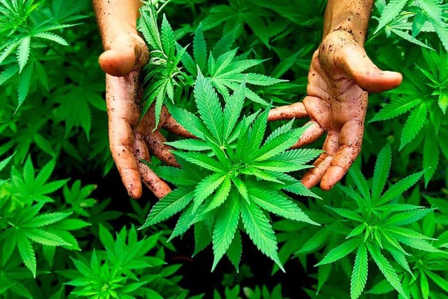 Drei Cannabis-Pflanzen sollen im Eigenanbau pro Person erlaubt sein.  | Foto: ABIR SULTAN