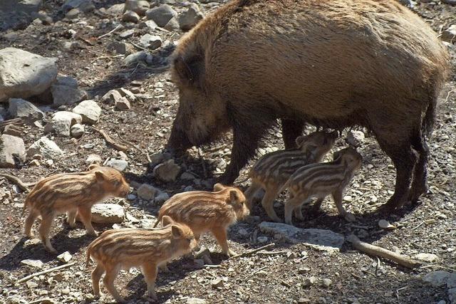 Wildschweinnachwuchs erfreut Besucher