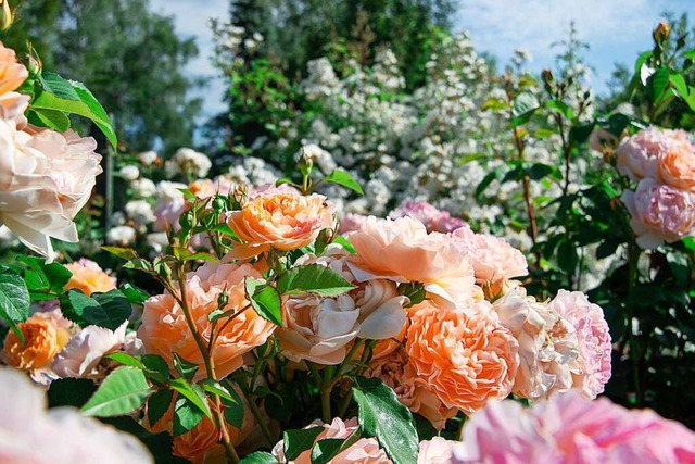 Genieen Sie die Rosenvielfalt der Ettenbhler Grten!  | Foto: Landhaus Ettenbhl