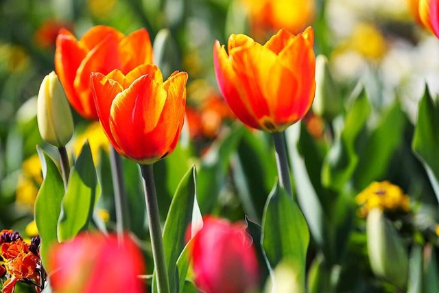 Mehr als 25000 Tulpen sollen den Stadtpark schmcken.  | Foto: Jan Woitas (dpa)