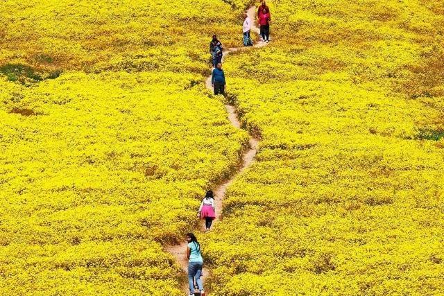 Fotos: Superbloom – Kaliforniens Wildblumen sprieen nach extrem nassen Winter