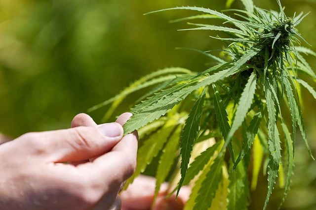 Die &#8222;Ampel&#8220;will den  Anbau...n &#8211; Cannabis-Pflanzen  erlauben.  | Foto: Friso Gentsch (dpa)