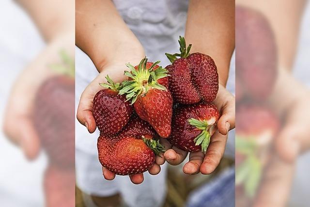 Saisonstart fr Erdbeeren