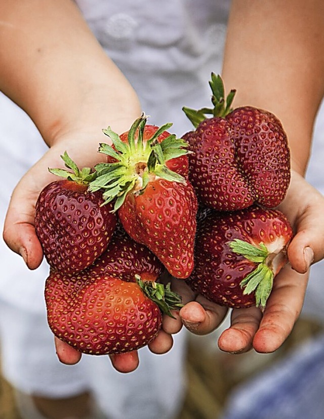 Gedeihen gut im Garten und auf dem Balkon: Erdbeeren  | Foto: Christin Klose (dpa)