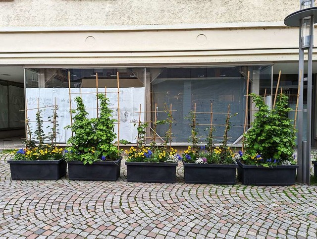 Verschnerungsmanahme der Stadt: Blumenkbel vor dem leerstehenden Geschft  | Foto: David Pister