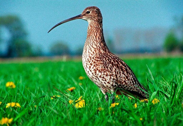 Der Groe Brachvogel ist vom Aussterben bedroht.  | Foto: Verwendung weltweit, usage worldwide