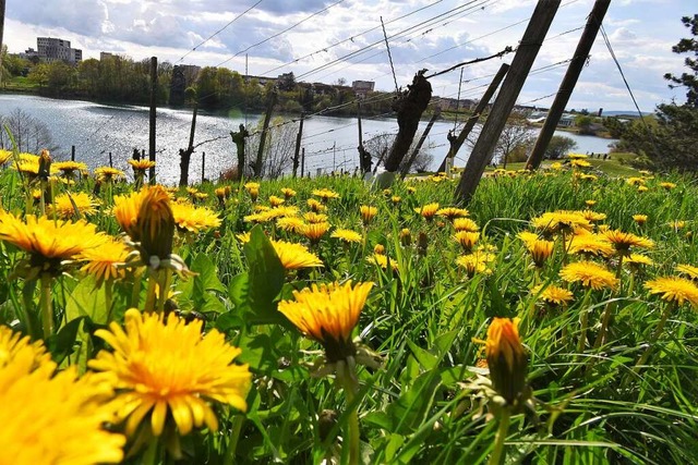 Wo im Seepark der Lwenzahn blht knn...rgerverein auf ein nchtliches Verbot.  | Foto: Kathrin Blum