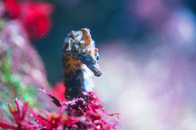 Seepferdchen knnen ihre Farbe wechsel...ischen den Unterwasserpflanzen tarnen.  | Foto: Zoo Basel 