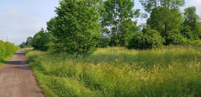 Am 26. April verhandelt der Verwaltung...utz des Gebiets Haselwald-Spitzmatten.  | Foto: Gerhard Walser