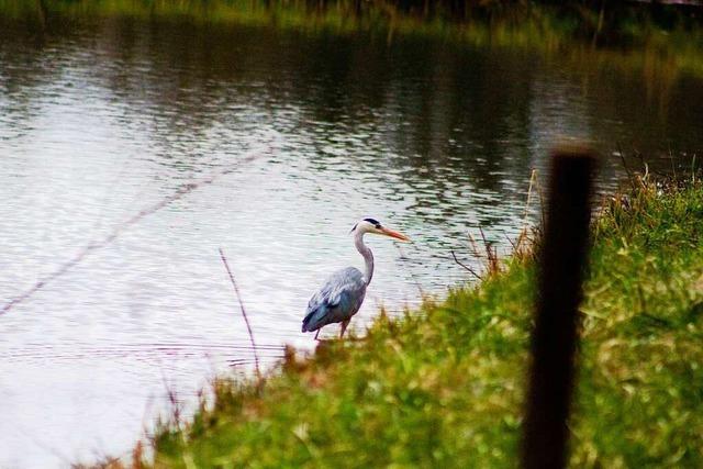 Zu Gast am Fischweiher Ettenheim