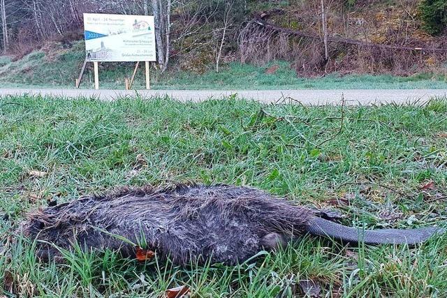 Biber kommt unter die Rder