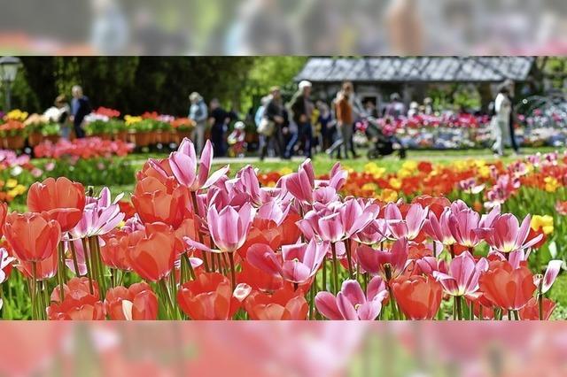 Tulpenfest im Lahrer Stadtpark