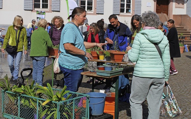 Groes Interesse herrschte am Samstag ...sten Emmendinger Pflanzentauschbrse.   | Foto: Enya Steinbrecher