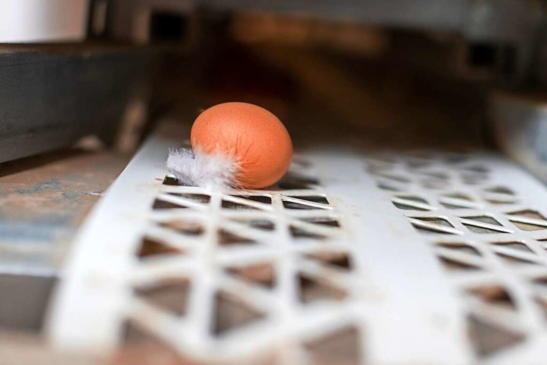 Da hat ein Huhn mehr geopfert als nur ein Ei.  | Foto: Joss Andres