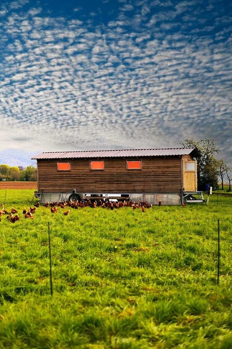 Hühner, Wiese, Hühnermobil &#8211; und ein schöner Himmel bei Bad Krozingen  | Foto: Joss Andres
