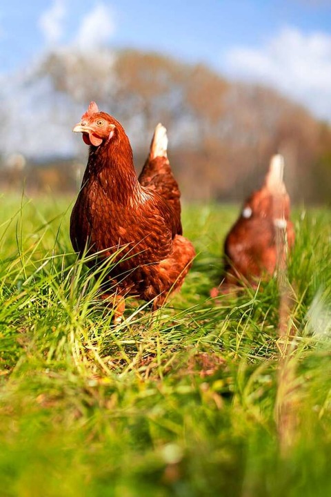 Misstrauisches Huhn &#8211; gegenber Fotografen  | Foto: Joss Andres