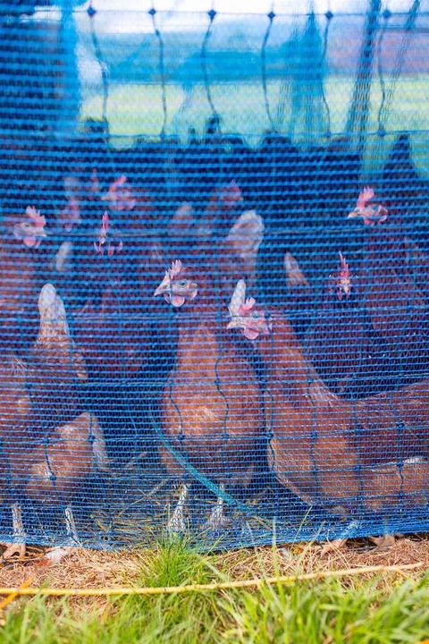 Anfang April noch mussten die Hhner w...er Vogelgrippe hinter Gittern bleiben.  | Foto: Joss Andres