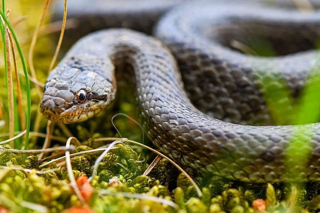 Die Schlingnatter ist laut Biodiversit...ungiftig und fr den Menschen harmlos.  | Foto: Patrick Pleul (dpa)